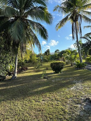 Property grounds - Time Flies is located on a safe/ friendly family island. Close to many beaches. (Rock sound Eleuthera)