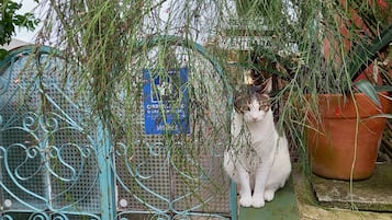 Entrada de la propiedad