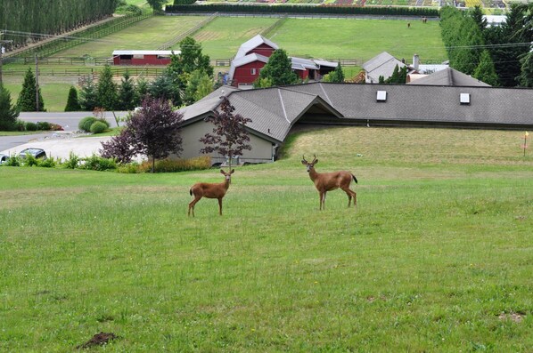A rural landscape with two deer in a grassy field, a red barn, and a white house with a sloped roof.