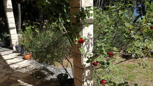 Garden - Zoran - A1 (Bol)