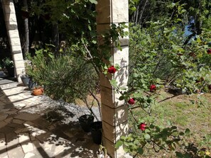 Garden - Zoran - A1 (Bol)