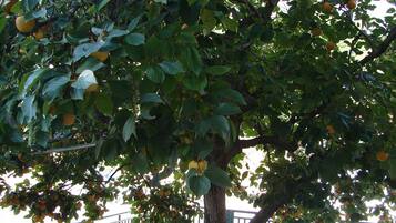 Lejlighed (Nik - 50 M from the sea - A1(2+1)) | Udendørsområde