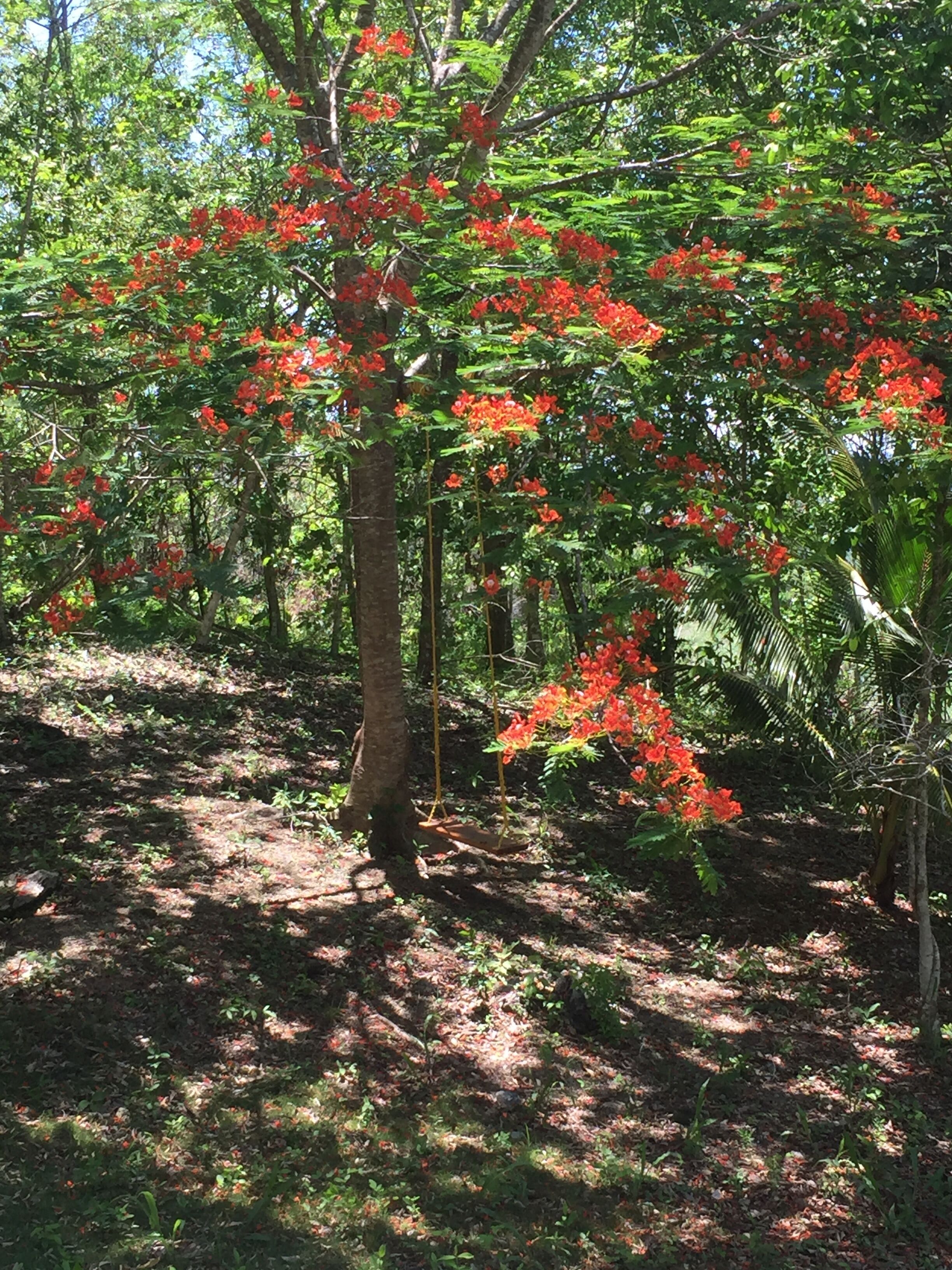 Un árbol con flores rojas en un área boscosa.