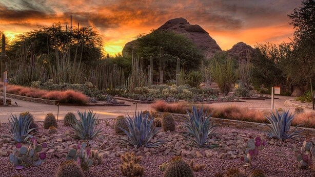 Un paysage désertique avec des cactus et une grande formation rocheuse, le tout baigné par la lumière d’un coucher de soleil.