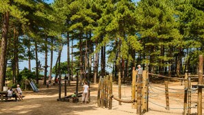 A playground with wooden structures and ropes, surrounded by tall pine trees.