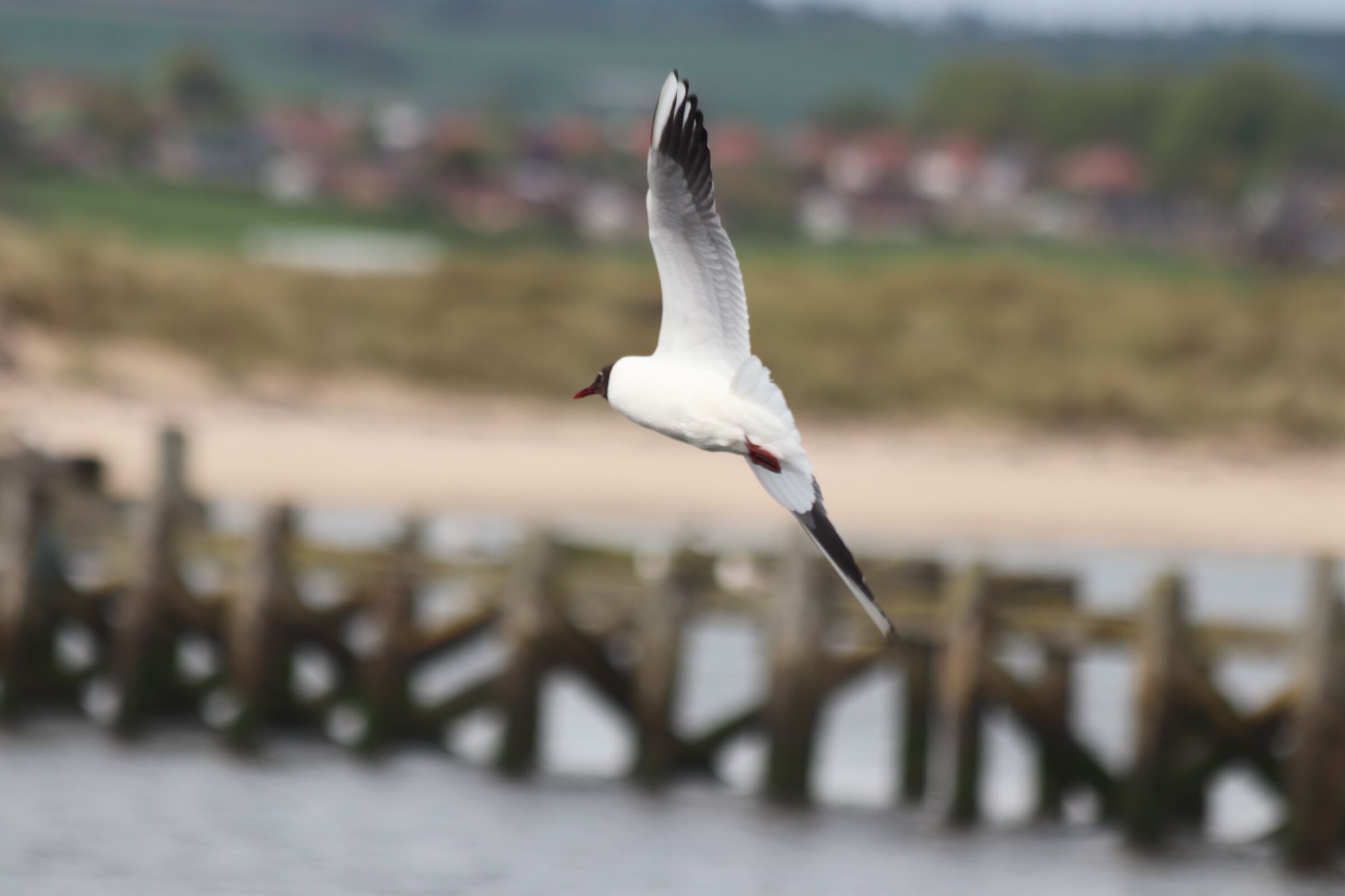 Ein Vogel im Flug über ein Gewässer, im Hintergrund eine Holzkonstruktion.