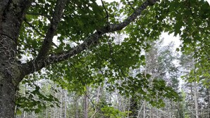 A forested area with a seating arrangement of Adirondack chairs and a metal table, surrounded by lush greenery and tall trees. - Romantic Forest Cabin - private, near everything (Bar Harbor)