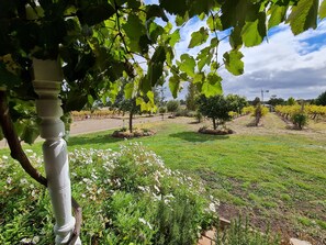 A vineyard with rows of grapevines, a grassy area with flowers, and a white column structure.
