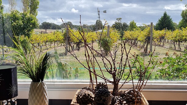 A window with a view of a vineyard, a potted plant, and a wicker basket with pinecones. - Cottage Amongst The Vines (Clunes)