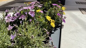 Una calle estrecha flanqueada por edificios, un cantero con flores moradas y amarillas, y un cielo azul despejado.