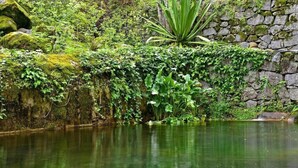 A natural pond with surrounding greenery and a stone wall.