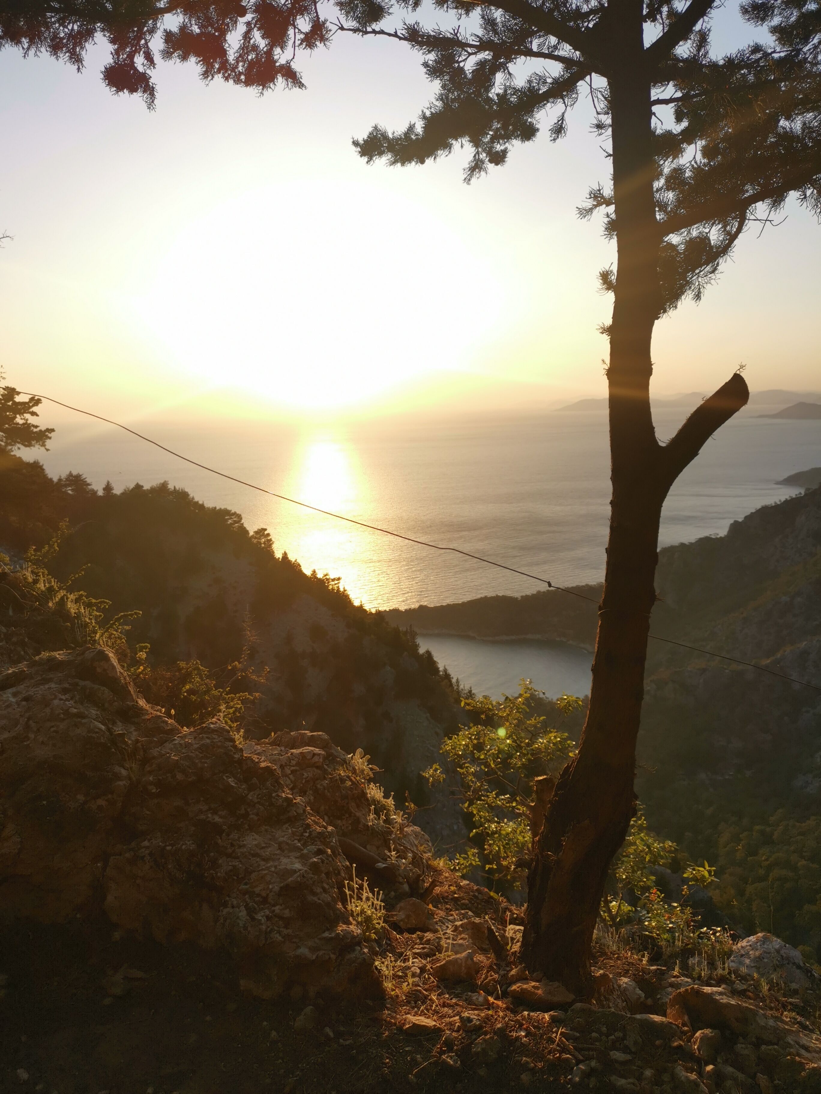 A tree with a clear view of the sunset over a coastal landscape.