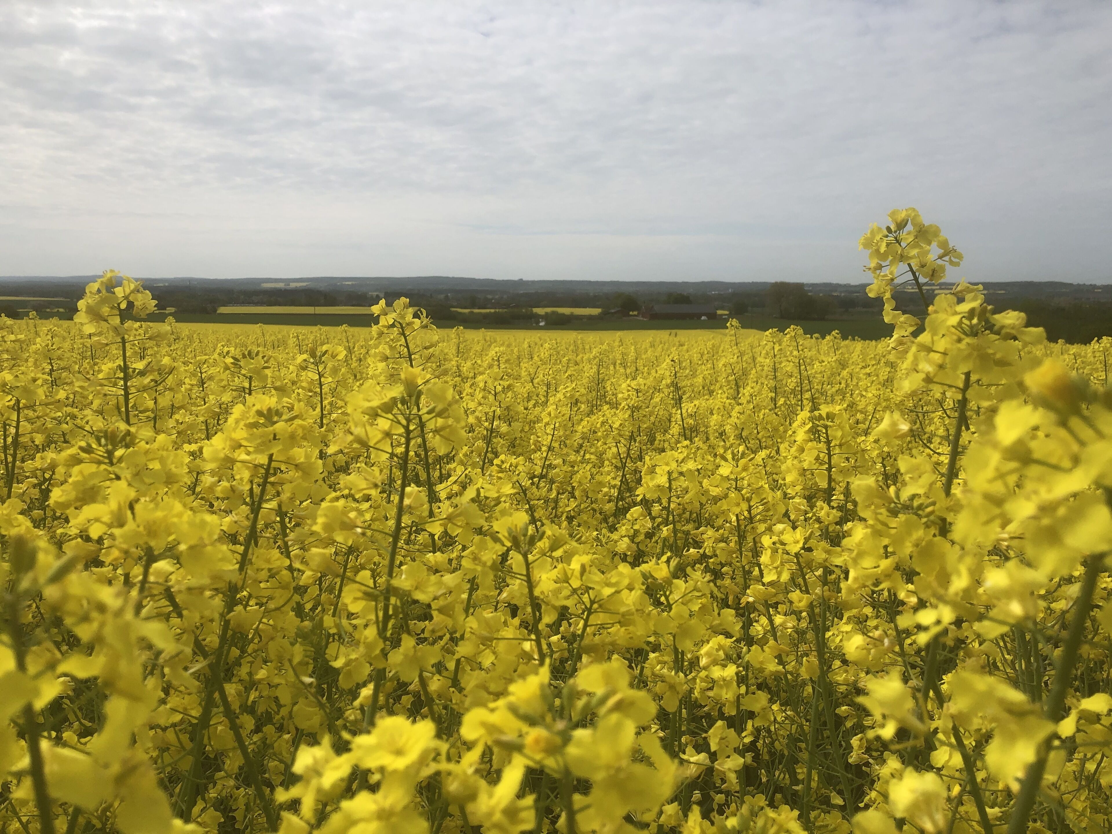 Ein Feld voller gelber Blumen unter bewölktem Himmel.