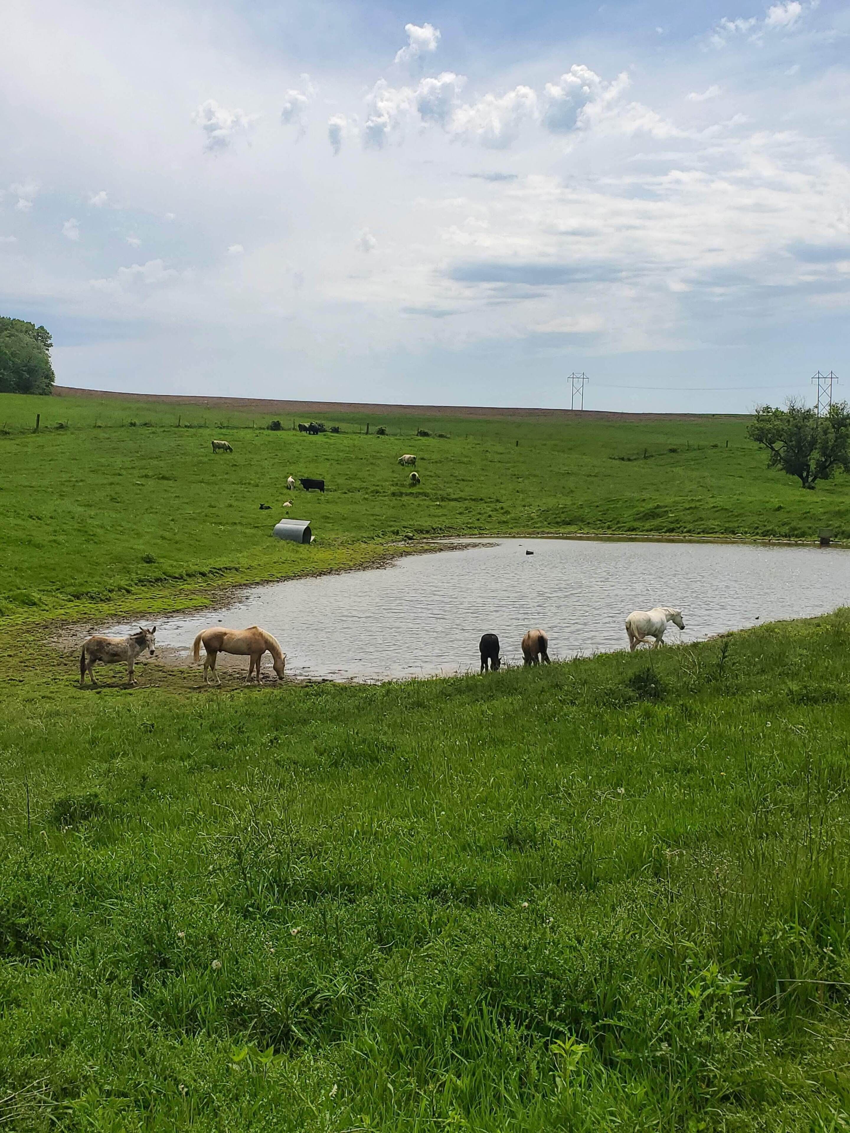 A rural landscape with a pond, green fields, and grazing animals.