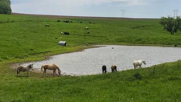 A rural landscape with a pond, green fields, and grazing animals.