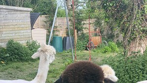 Tres llamas en un área verde al aire libre, con una estructura de madera y un conjunto de columpios al fondo.