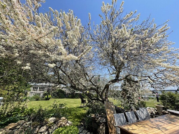 Ein Garten mit einem großen, blühenden Baum, einer hölzernen Bank und einer Steinmauer.