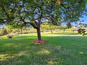Àrea exterior de l'allotjament