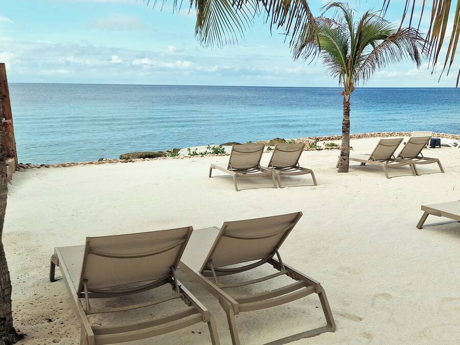 A beachside area with lounge chairs and a palm tree.