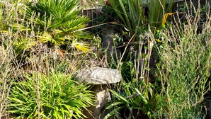 A garden with various plants and a stone structure. - The Moonbeach Cabin (St Austell)