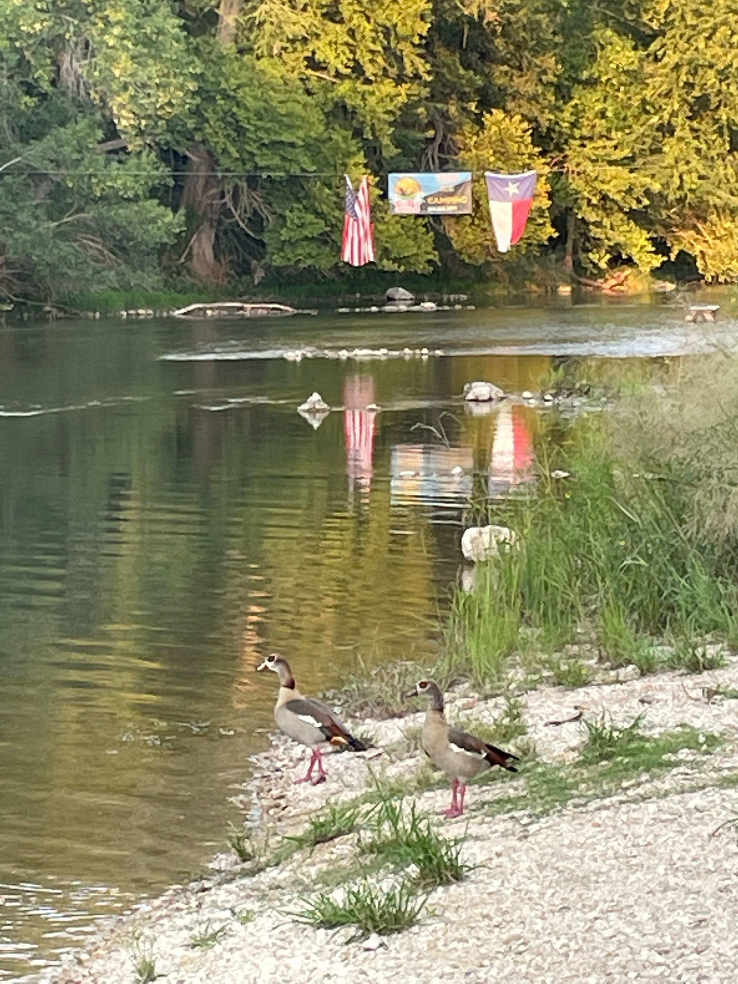 Friendly ducks that pass by 