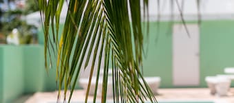 Tangerine Sunsets Murcott