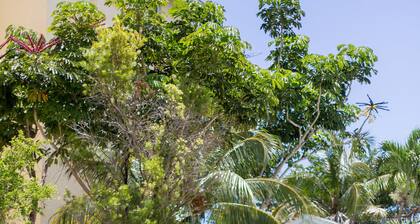 Tangerine Sunsets Murcott