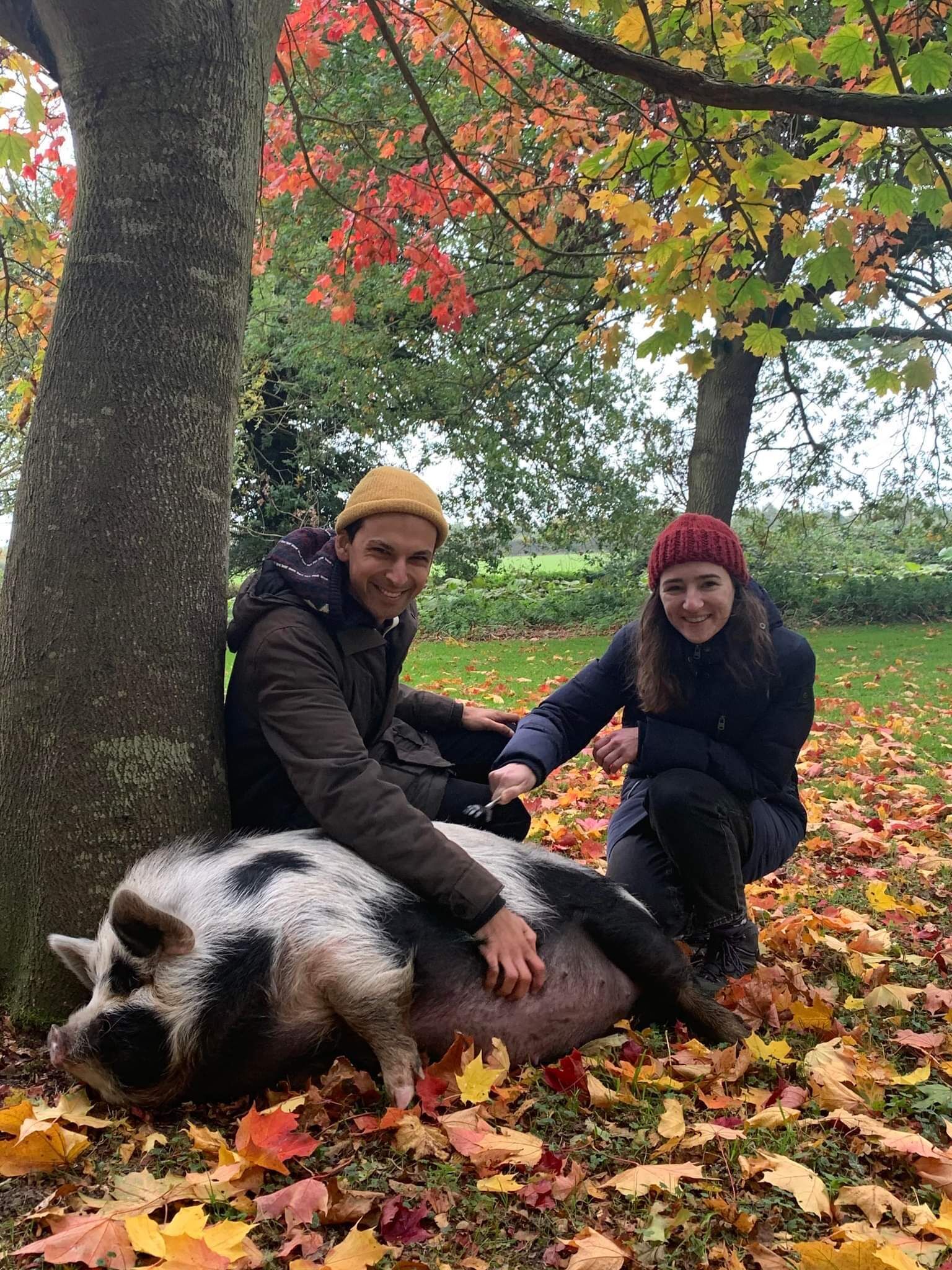 A pig lying on the ground surrounded by autumn leaves, with two people sitting beside it.