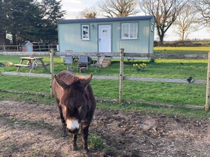 Quarto romântico, banheiro privativo (Farm animals on site) | Fachada