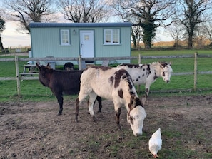 Romantic Room, Private Bathroom (Farm animals on site) | Exterior - Starry Meadow (Great Yarmouth)