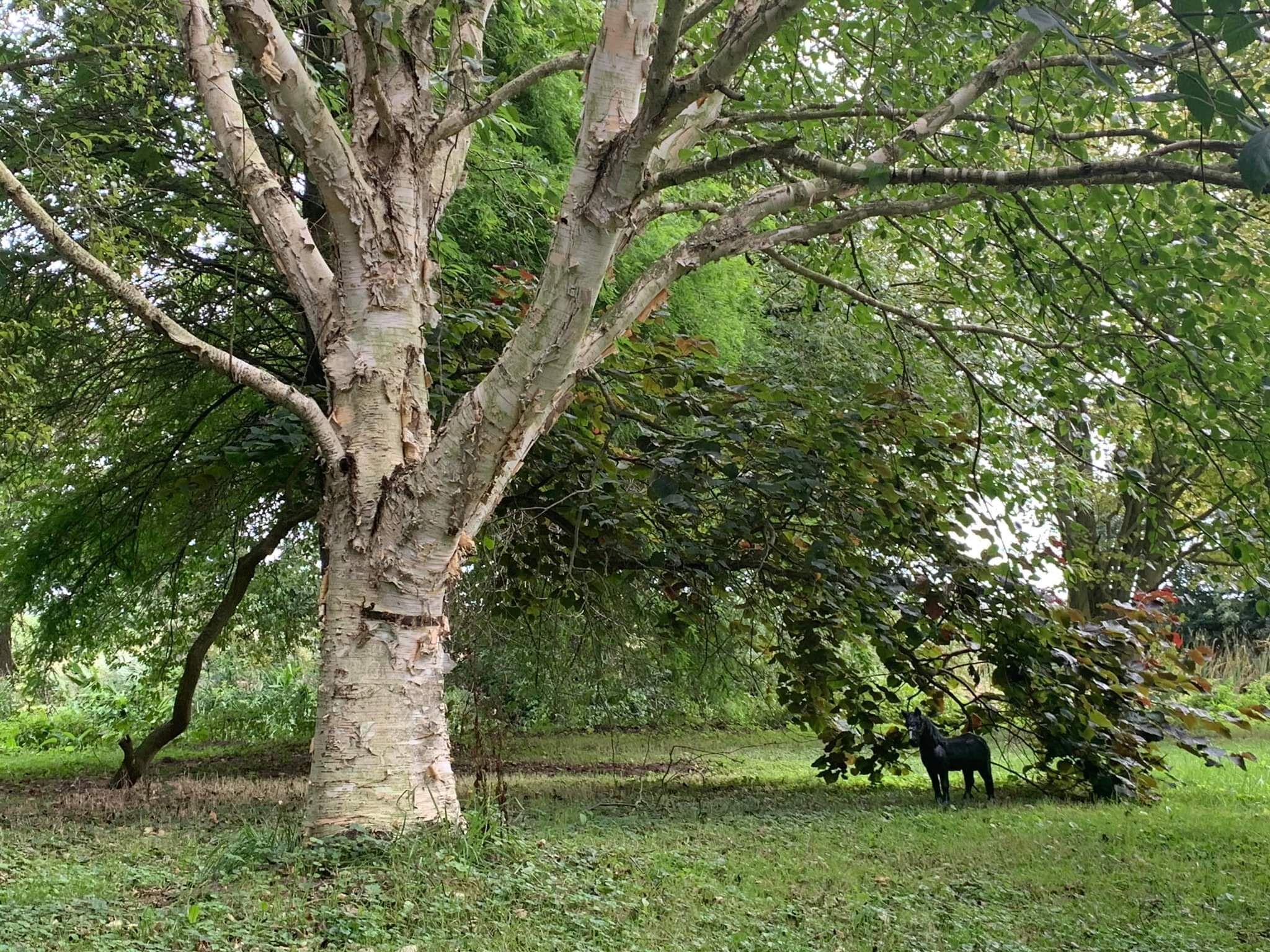 A large tree with a thick trunk and dense foliage in a grassy area.