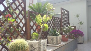 Diverse potplanten gerangschikt op een balkon, met een houten lattenwerk achtergrond.