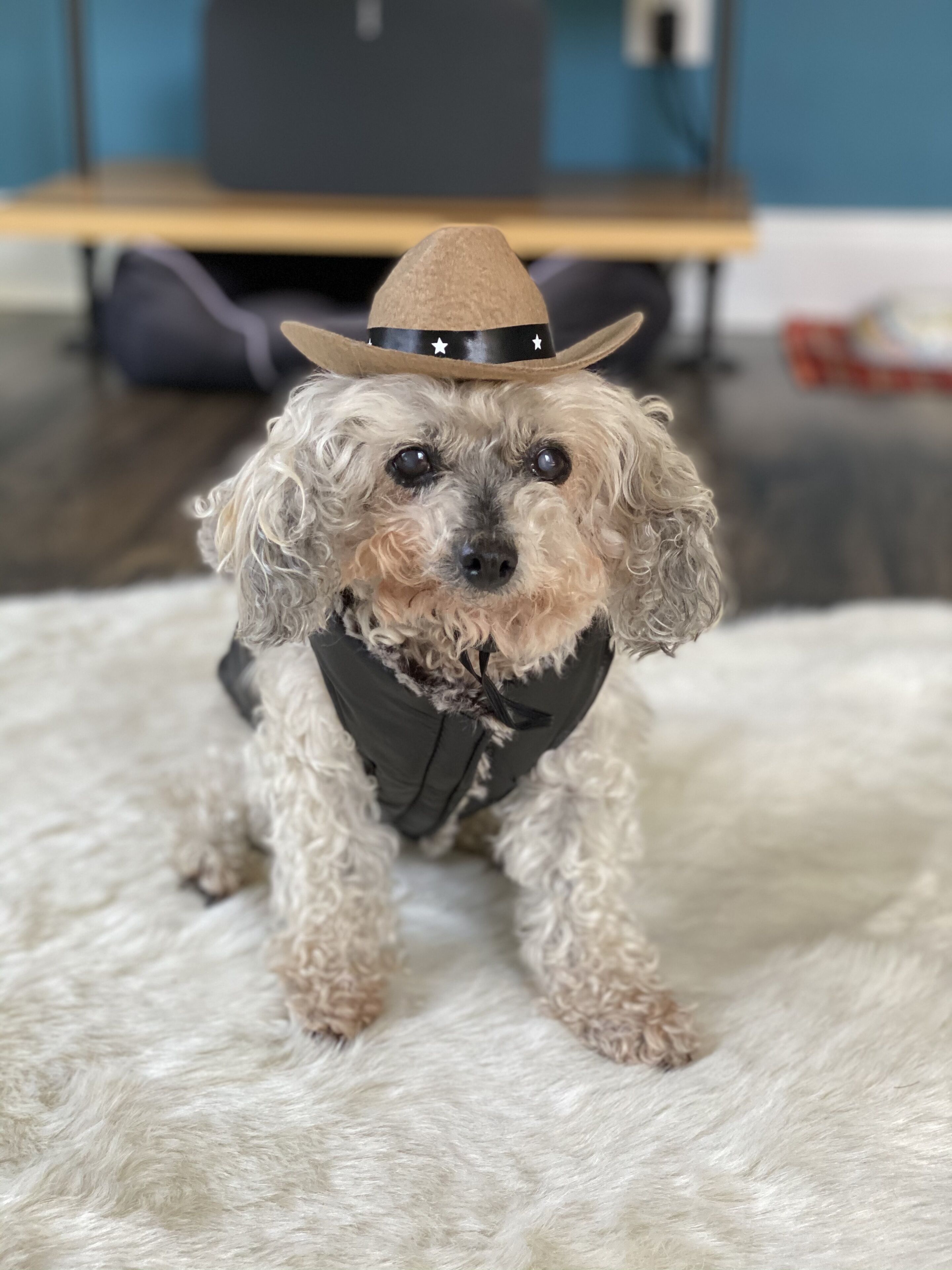 Un perro pequeño con sombrero y chaleco, sentado sobre una alfombra blanca y mullida.