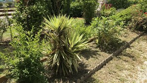 A garden with various plants and a house in the background. - House (Hourtin)