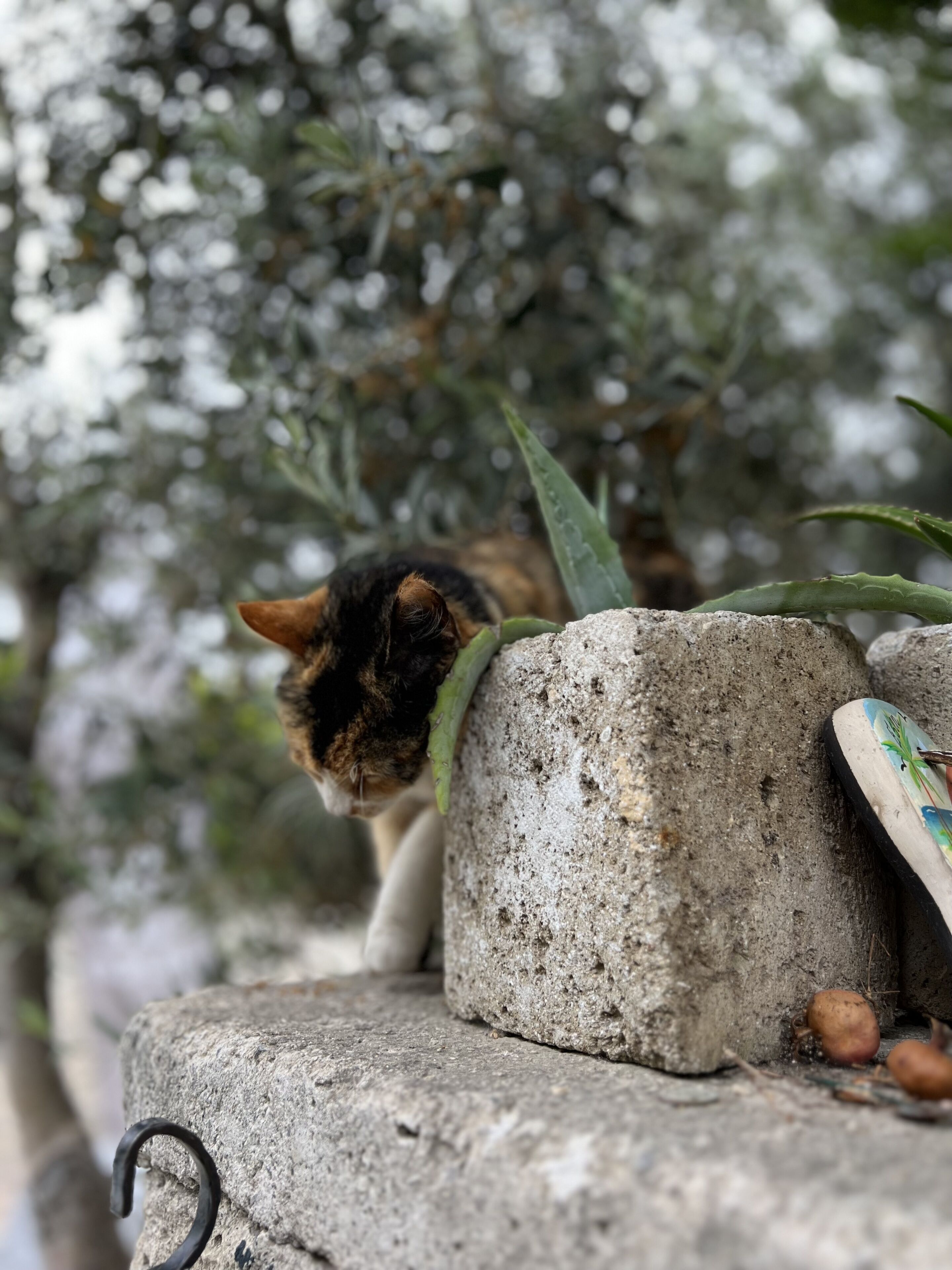 Un gato descansando sobre una repisa de concreto, con una planta y un plato decorativo cerca.