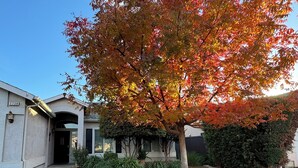 A residential area with a house number 1738, a lawn, and a tree with autumn leaves.