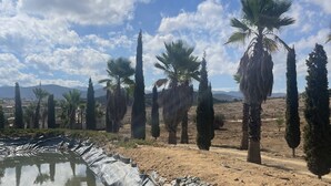 A rocky landscape with palm trees and a clear sky. - Wine country In Valle de Guadalupe (Valle de Guadalupe)