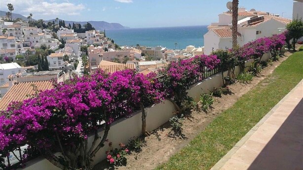 Een kustgebied met woonhuizen, een heldere lucht en bougainvillea langs een muur.
