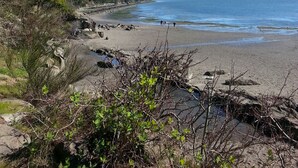 Una playa con terreno rocoso y un bosque denso.