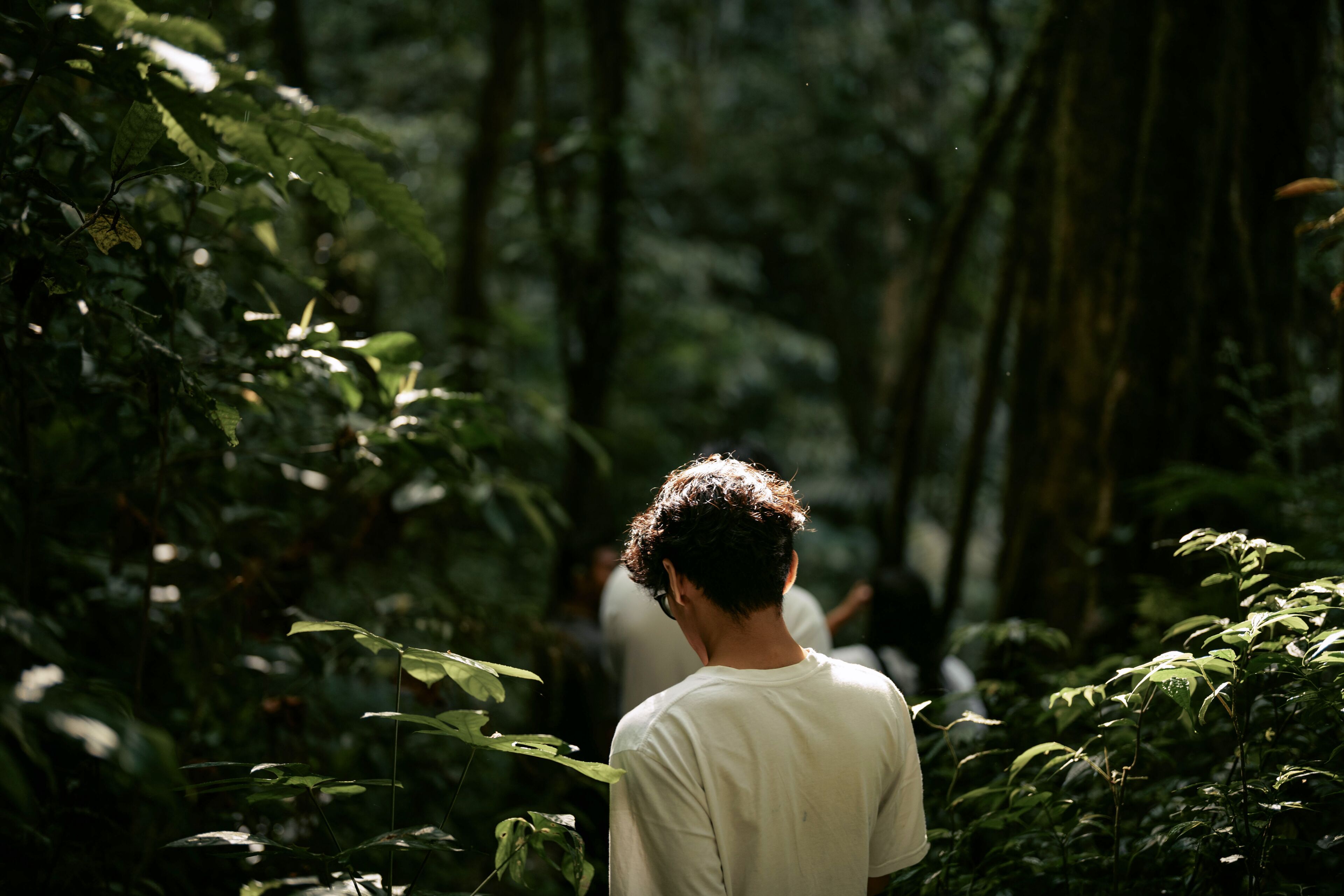 A person walking through a dense forest with tall trees and thick foliage.