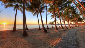 A beach with a row of palm trees and a paved walkway.