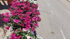 A roadside flower bed with pink and white flowers, a clear sky, and a view of the sea. - Apartment Marjan (Posedarje)