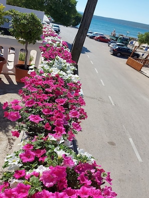 Appartement (One Bedroom Apartment with shared Ter) | Extérieur