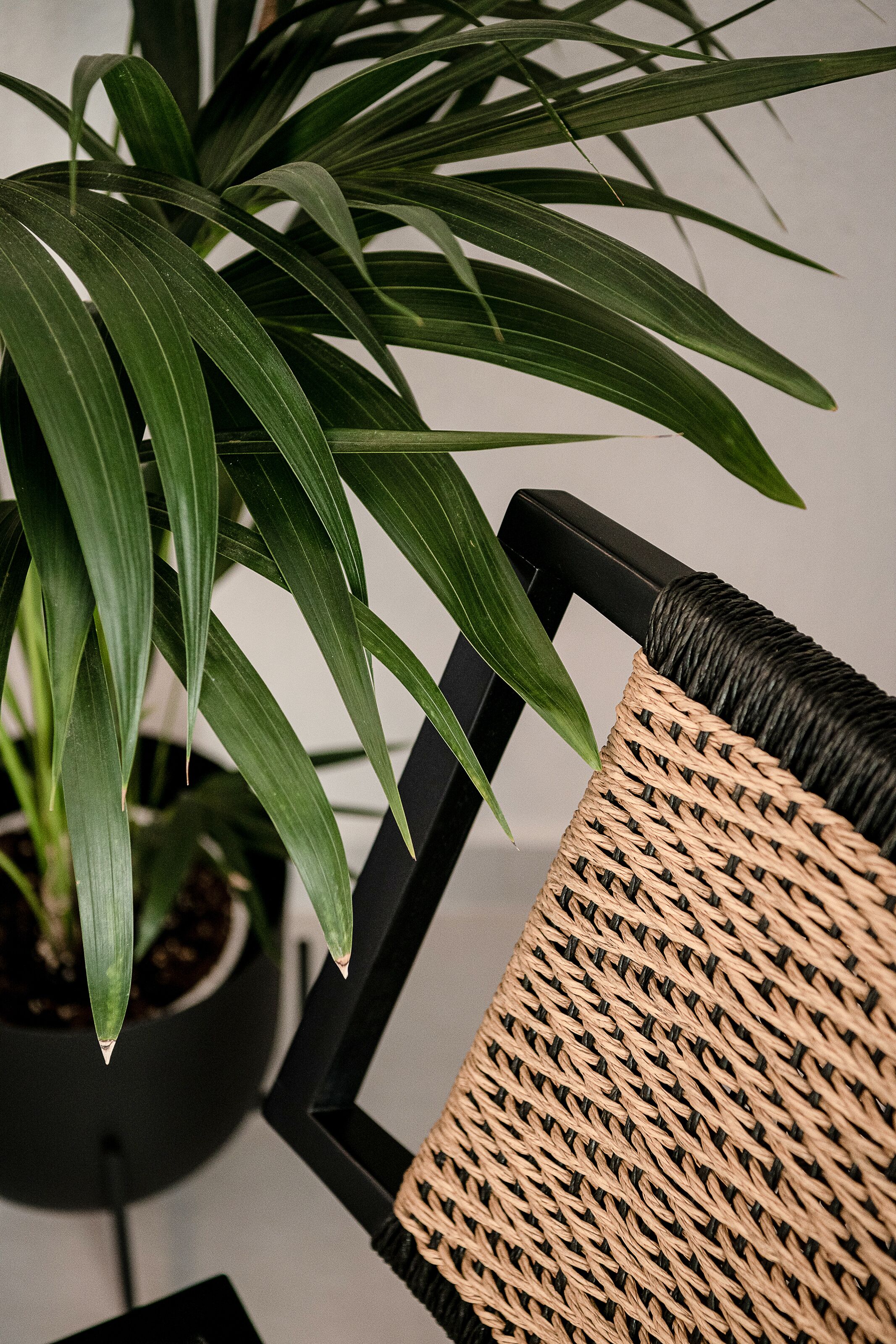 Ein Blumentopf mit langen, grünen Blättern in einem schwarzen Topf, neben einem schwarzen Stuhl mit gewebter Sitzfläche.