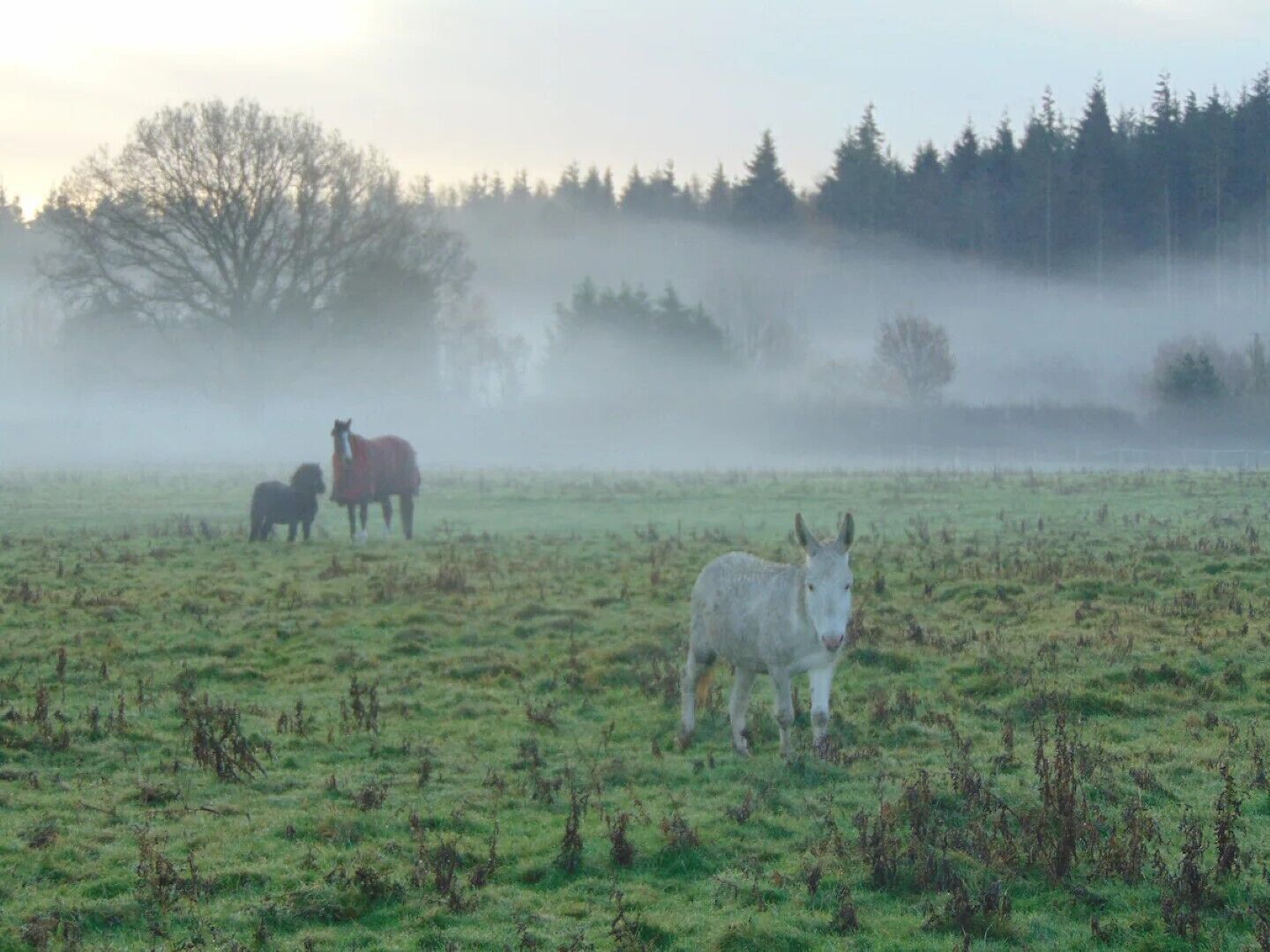 A foggy field with horses.