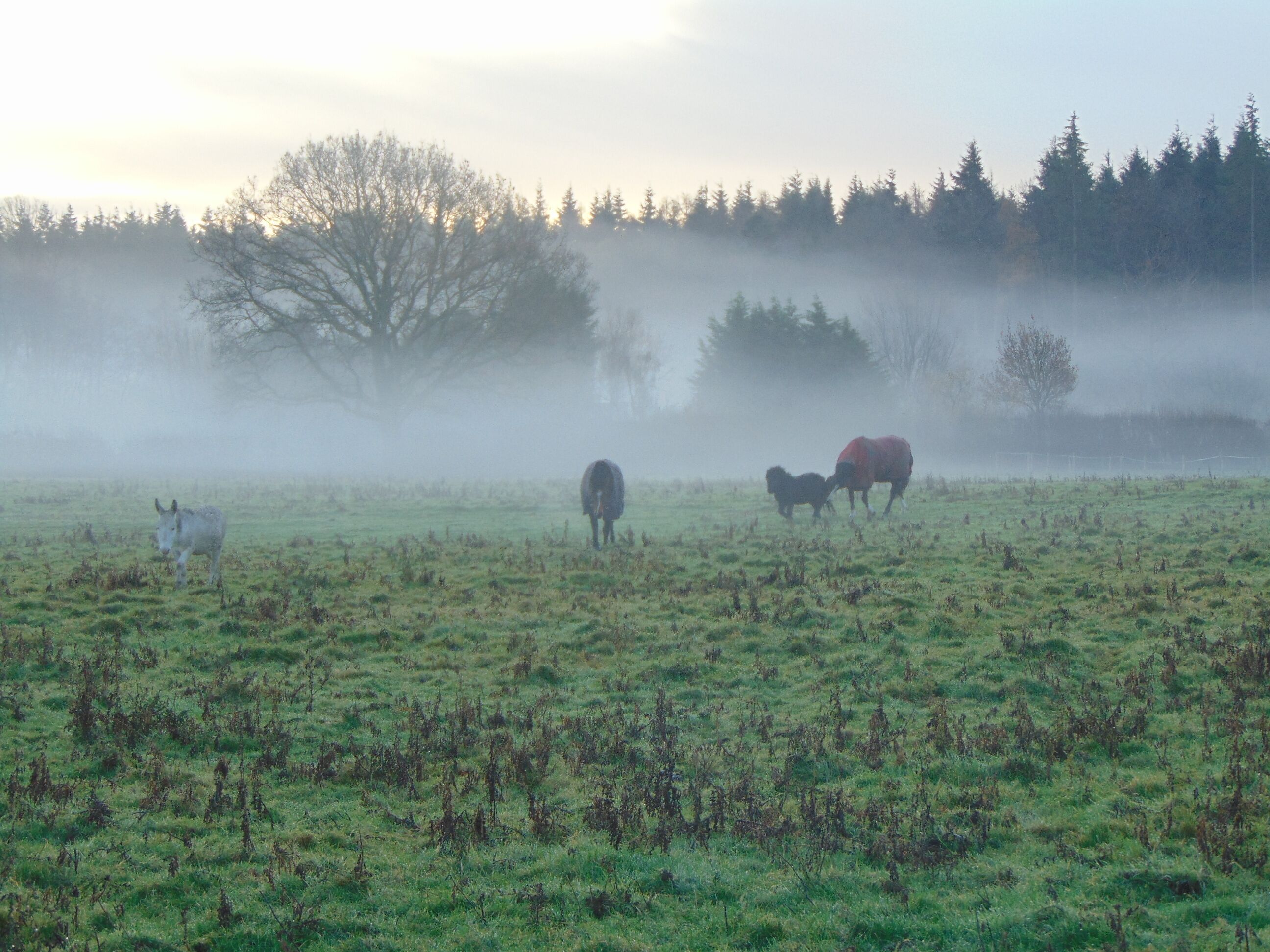 Un campo brumoso con caballos pastando.