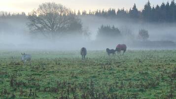 Un campo brumoso con caballos pastando.