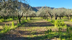Um oliveiral com fileiras de árvores e uma montanha ao fundo.