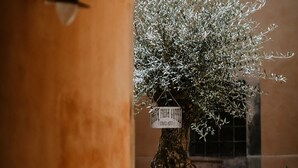 Un olivo en una maceta grande con un letrero que dice "FARM FRESH COFFEE".
