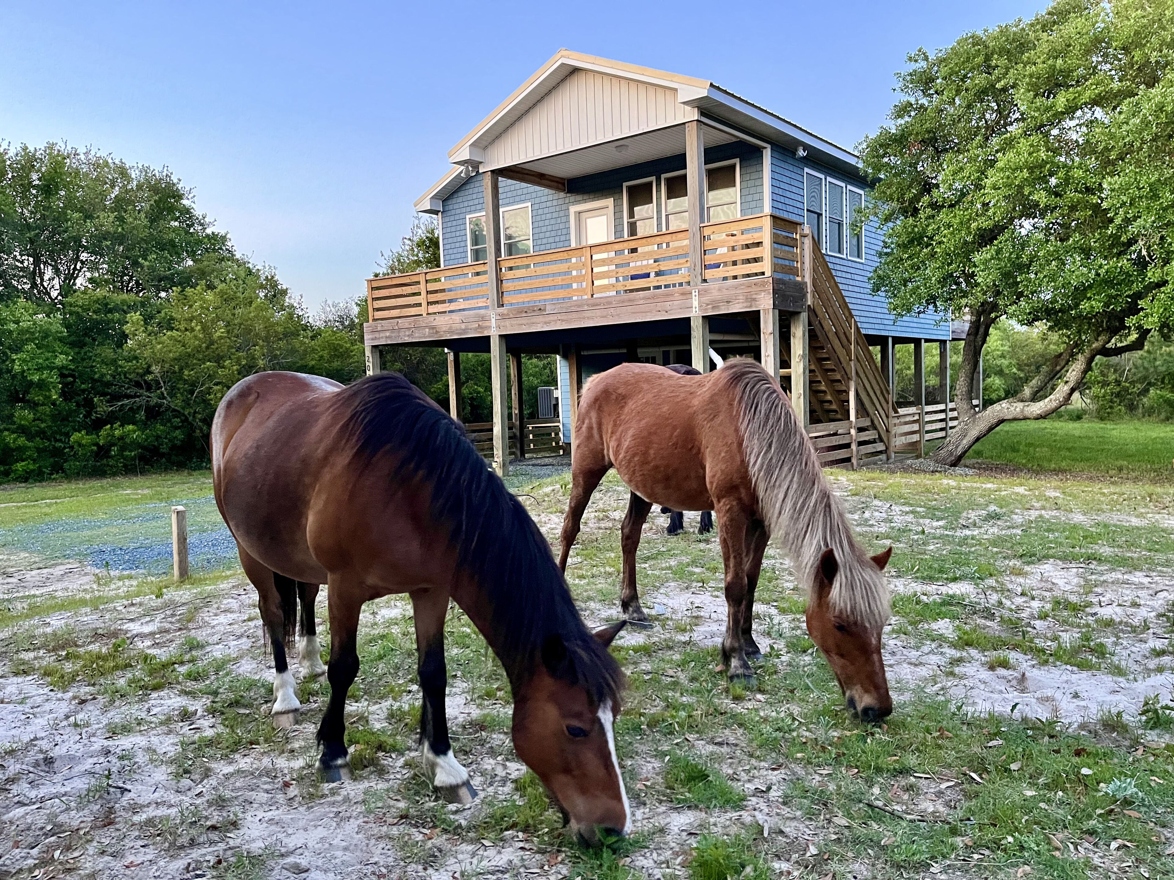 Newer home! Walk to beach where wild horses roam free. 4 Wheel drive needed